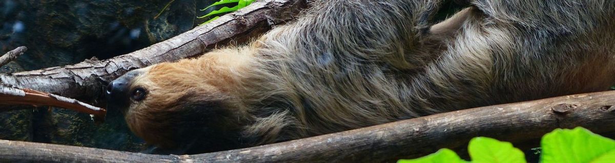 Von wegen Sport ist Mord: Faulsein macht&nbsp;dumm